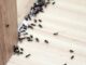 Karıncalardan Doğal Yolla Kurtulmak